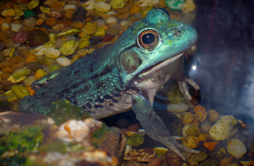 bullfrog frog blue amphibian environmental conservation