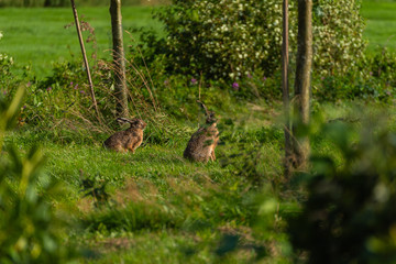 Fototapeta premium deer in the forest