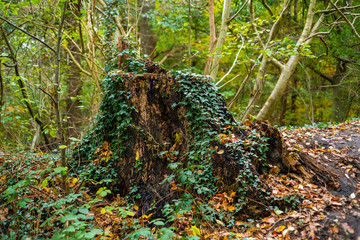 moss on tree