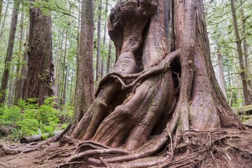 Gnarly Trunk of Giant Western Red Cedar Forest Tree in Avatar Groove near Port Renfrew, Pacific...