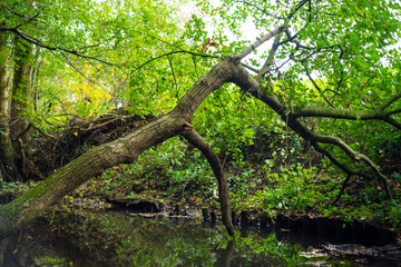 Fototapeta premium tree in forest