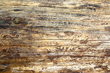 Wooden rough trunk surface