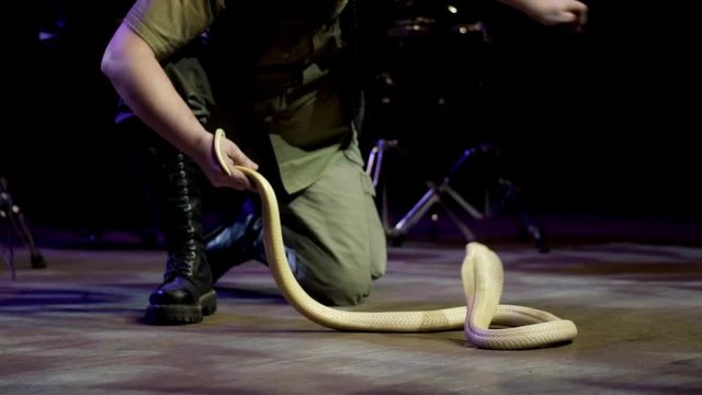 Trainer working with Cobra. Action. Charmer performs on stage with dangerous Cobra barely managing it. Dangerous performance in circus with poisonous snakes