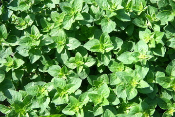 Oregano bush. Medicinal herb and seasoning.