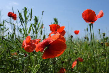 Roter Klatschmohn - Stockfoto