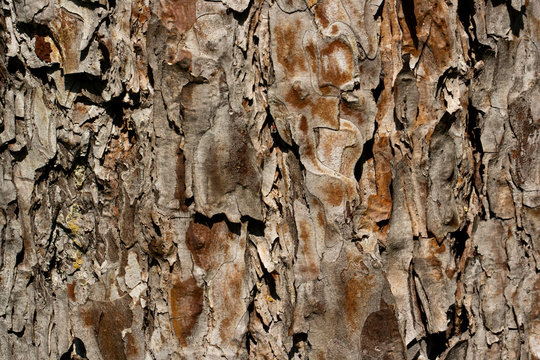 texture corteccia, corteccia, albero, natura, texture, pino marittimo