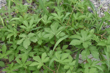 Bushkiller (Cayratia japonica) is a climbingweed but also a nedicinal plant.