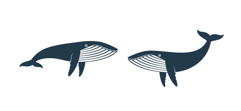 Whale logo. Isolated whale on white background