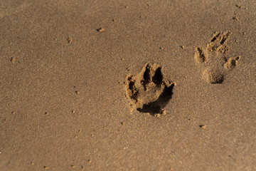 footprints in the sand