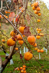 Ripening persimmon hanging on a branch