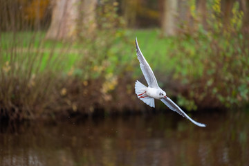 great blue heron in flight