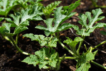 Watermelon plant