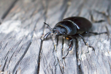 Black beetle Ekoxe close-up