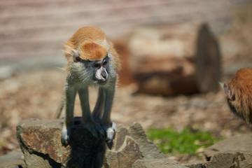 Patas monkey. Erythrocebus patas