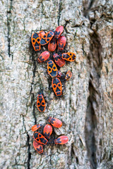 Group of adult insects and larvae, red-winged wingless on the bark of a tree