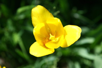 Opened yellow tulip. Wallpaper. Beautiful background.