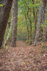 Obraz premium forest in autumn