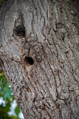 old wood texture of bark of a tree