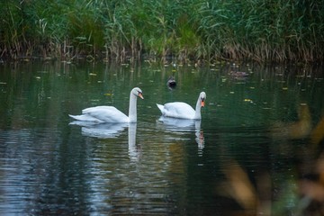 Naklejka na ściany i meble swan on lake