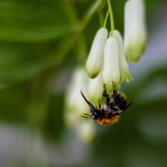  Trzmiel rudy (Bombus pascuorum)