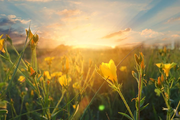 Wild flowers at morning on sunrise background.