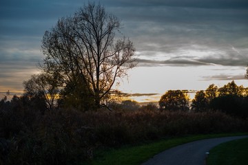 Fototapeta na wymiar single tree in the sunset