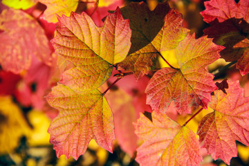 Naklejka na ściany i meble Beautiful fading bright orange autumn leaves on a background of nature