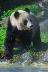 Fototapeta premium Giant panda drinking water, standing on the grass