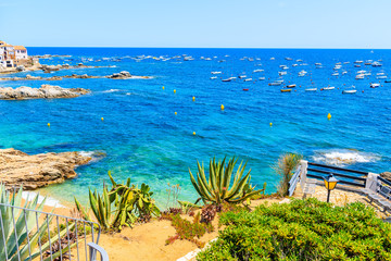 Tropical plants on sea coast in Calella de Palafrugell, scenic fishing village with white houses and sandy beach with clear blue water, Costa Brava, Catalonia, Spain