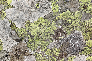 Lichen rhizocarpon geographical on the stones of the Tatra Mountains.  Texture option for ceramic tiles, countertops.