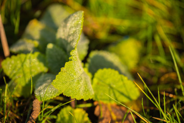 leaves of maple