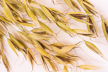 Spikelets of oats  on white background. Top view.