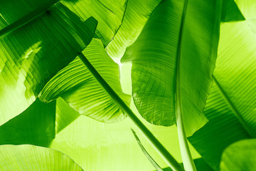 Green nature tropical texture of bananas leaves close up
