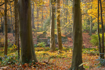 Fototapeta premium autumn in the park