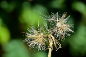 beautiful dandelions from my garden close up