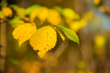 autumn leaves on green background
