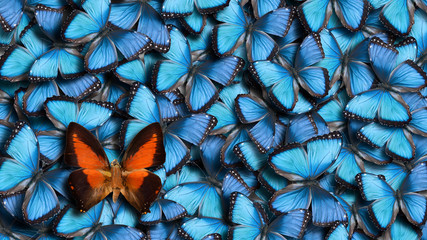 Butterfly background.