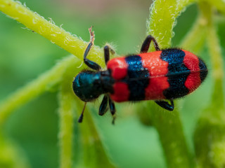 Striped beetle on potatos leaves