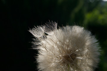 beautiful dandelions from my garden close up