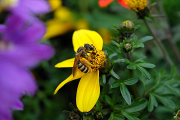 Bee on yellow blossom - Stockphoto