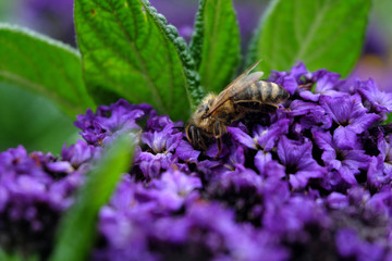 Bee on purple bloom - Stockphoto