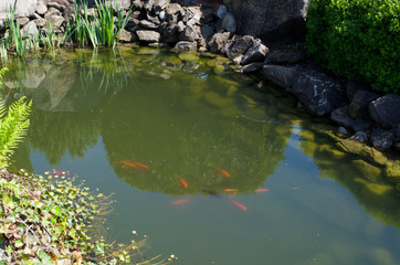 Red fishes in thRed fishes in the ponde pond