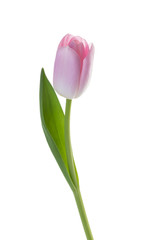 pink tulip flower isolated white background without shadow
