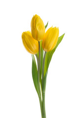 yellow tulip flowers isolated white background without shadow