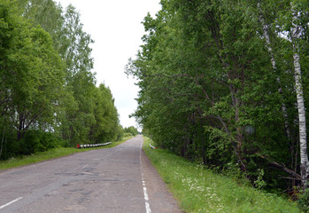 curve road among wild vegetation on a Sunny summer day