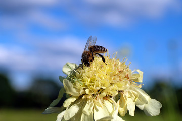 Bee on white blossom - Stockphoto