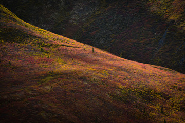 Fall Colour in Yukon2
