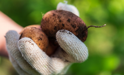 hand holding a potato harvesting