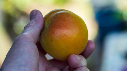 hand holds ripe apricots, harvesting