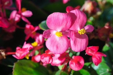 Magenta pink flowers are begonias in the summer garden